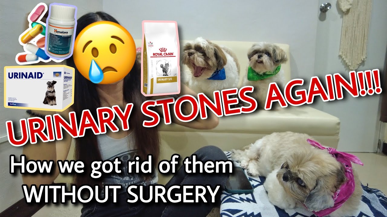 Our dog has urinary stones AGAIN!! Diet and medications Shih tzu