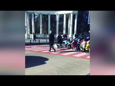 ბათუმელ ძაღლს, რომელიც ბავშვებს ზებრაზე გადასვლაში ეხმარება, უკვე საკუთარი სახლი აქვს