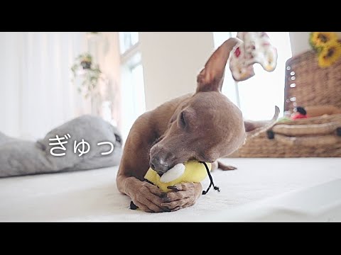 ひとりっ子になって甘えん坊がとまらない子鹿犬／冬の休日【ミニピン／元保護犬】