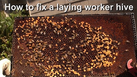How to fix a laying worker hive