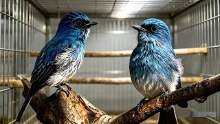 Pancingan bunyi untuk burung sitrun macet kembali gacor 