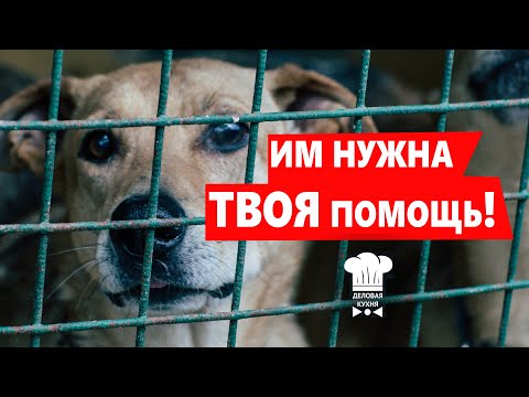 ПОМОЩЬ БЕЗДОМНЫМ ЖИВОТНЫМ