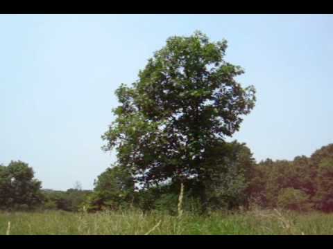 video phone beyonce mp3 June 3, 2011 - Cicadas at Lake Shelbyville