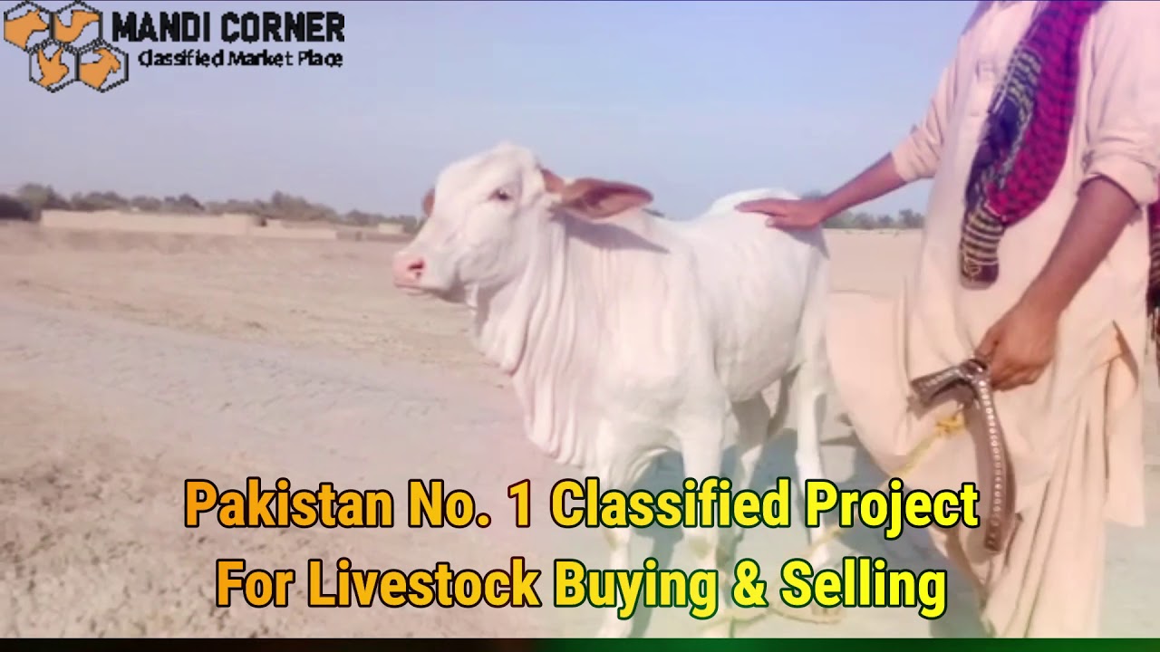 No. 1 Livestock Ads Across Pakistan | Buy & Sell Your Animal Online For