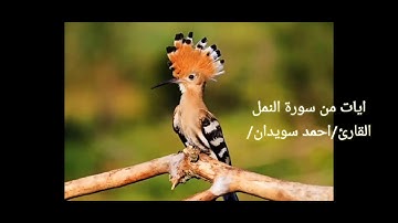 ايات من سورة النمل القارئ/احمد سويدان/