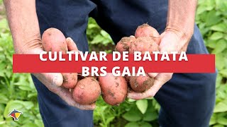 Nova cultivar de batata para o consumo próprio tem versatilidade na culinária | Terra Sul