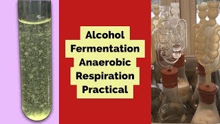 Practical to show the production of alcohol by yeast-Fermentation