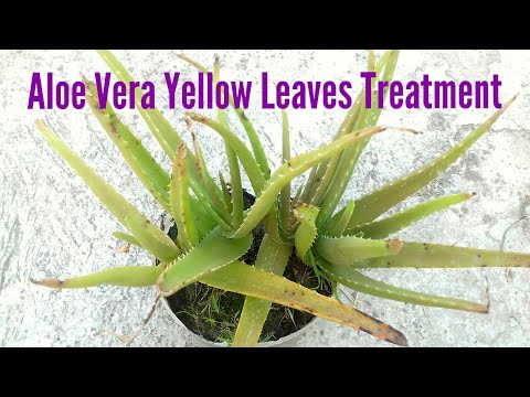 All About Aloe Vera - YouTube