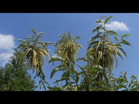 Video: Plemeniti Kostanj - Castanea Sativa