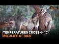 Temperatures cross 44°C, wildlife at risk | DD India