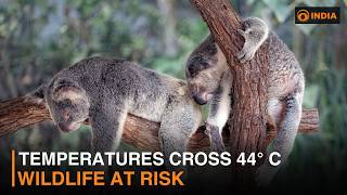 Temperatures cross 44°C, wildlife at risk | DD India