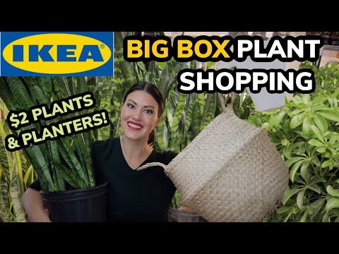 $2 Plants & Planters! IKEA Big Box Plant Shopping - Shop With Me At IKEA -  IKEA Haul Charlotte, NC - YouTube