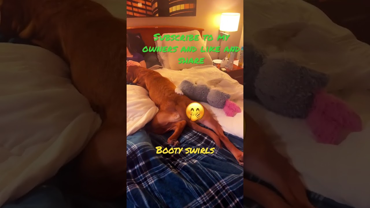 Why owning a Labrador is the best (Pt. 1) 