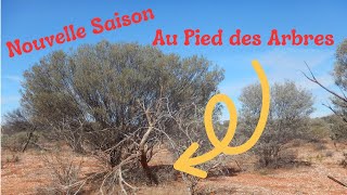 Gold, Or, De l'or au pied des Arbres #oztonor #or #gold #metaldetecting