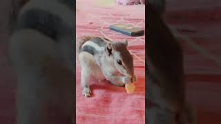 Gillu Eating Chapati