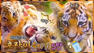 시베리아 한국 호랑이 육아기 5탄 마지막 이야기 [KBS대/세/남 With Animals] / KBS 방송