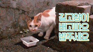 배고픈 길고양이들을 만났어요｜길냥이 밥주기 by 너는내운냥 281 views 1 year ago 3 minutes, 40 seconds