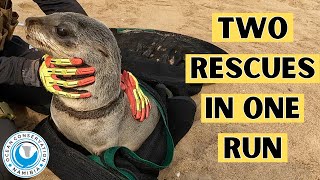 Two Rescues In One Run by Ocean Conservation Namibia 22,568 views 4 weeks ago 2 minutes, 31 seconds