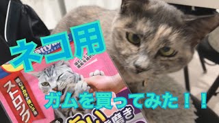 カミカミ好きな愛猫にネコ用のガムを買ってみた