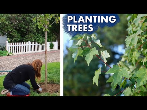 Video: Norway Maple Weed Trees - Mga Tip Sa Pagkontrol sa Norway Maples