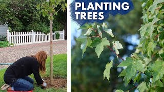 Planting a Hedge of Maple Trees 🌳\/\/ Garden Answer