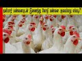 how to start poultry farming with company contract full details in tamil...