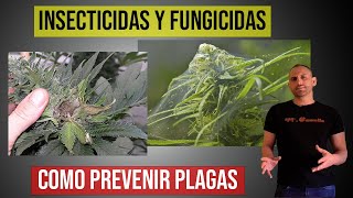 INSECTICIDAS Y FUNGICIDAS para MARIHUANA (Como Prevenir Plagas)
