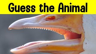 Guess the Animal Sound | 30 Animal Sounds and Close-Up Quiz