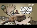 Exciting moose mania in the yukon  canada in the rough