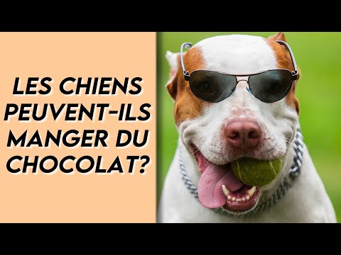 Vidéo: L'effet de la poudre de cacao sur les chiens