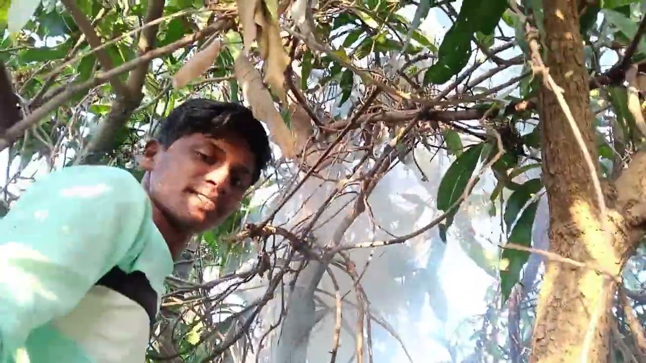 मोहोळ काढण्याचे सोपे उपाय •| शेतामधील मोहोळ कसे काढावे