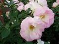 niji no hoshi (New Mix)  ~Rose garden~
