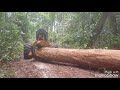 Suriname Logging ( Timberwolves Consultancy) by Paul Lim