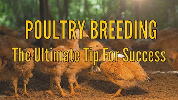Poultry Breeding: The Ultimate Tip for Success
