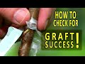 GRAFTING PEACH TREES | HOW to CHECK for GRAFT SUCCESS