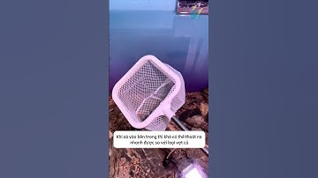 Loại vợt lưới cải tiến đa năng giúp chăm sóc cá dễ dàng #aquatic #shorts