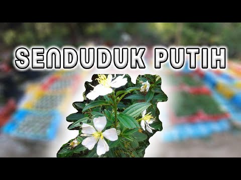 Video: Poplar Perak (48 Foto): Keterangan Mengenai Poplar Putih, Pokok Raket Dan Jenis Lain, Daunnya. Kerajaan Mana Dari Spesies Itu? Penyakit Dan Sistem Akar