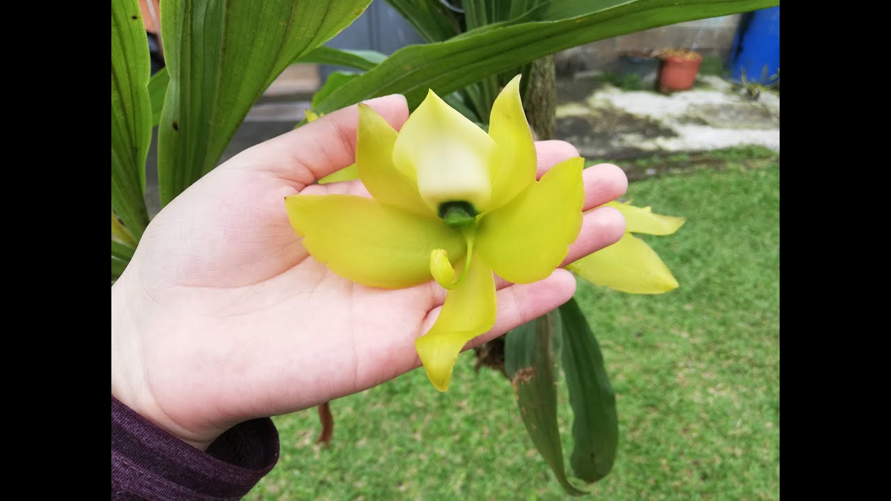 CONOZCAMOS LAS ORQUIDEAS CYCNOCHES - thptnganamst.edu.vn