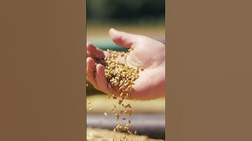 AI in Agriculture & Food Production (Crop Quality)