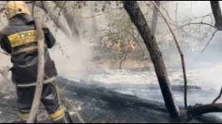 Названа причина пожара в резервате «Семей орманы»