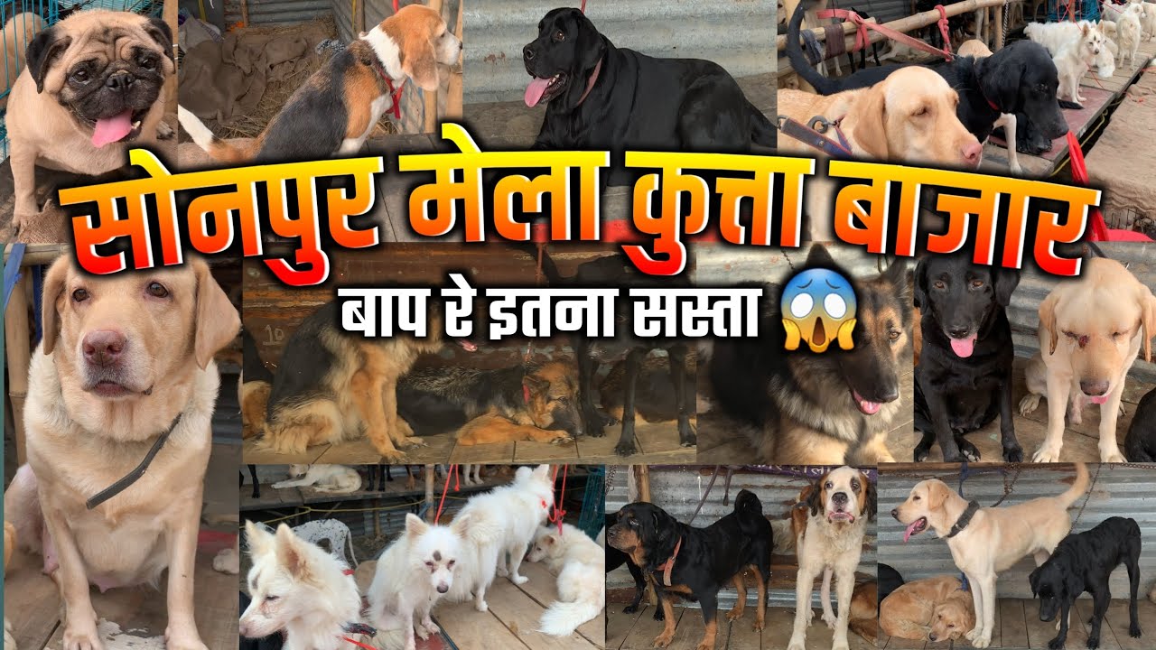 सोनपुर मेला कुत्ता बाजार 2024 | sonpur mela dog market 2024 | sonpur mela 2024