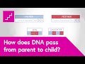 How DNA inheritance works