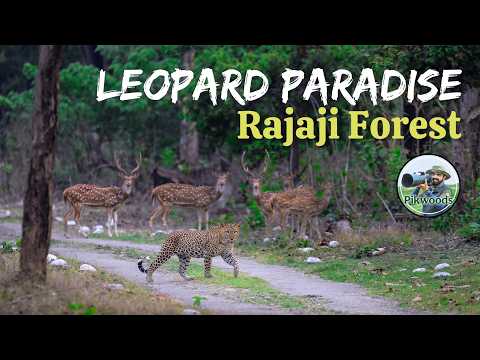 Paradise of Leopards | Rajaji National Park Uttarakhand 4K English