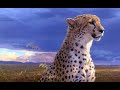 Relaxing music with cheetah images