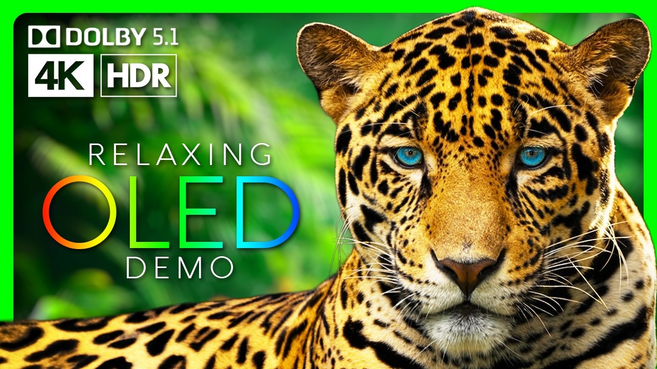 Stunning Jaguars in 4K HDR 60fps | OLED TV Demo #3