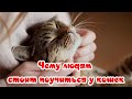 Чему людям стоит поучиться у кошек  What people should learn from cats