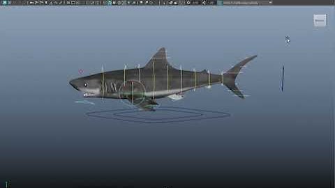 Shark Rig | Maya Rig