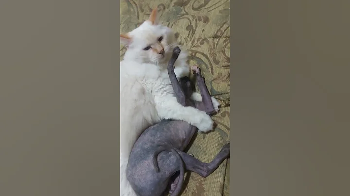 Video 11597501: cute sphynx