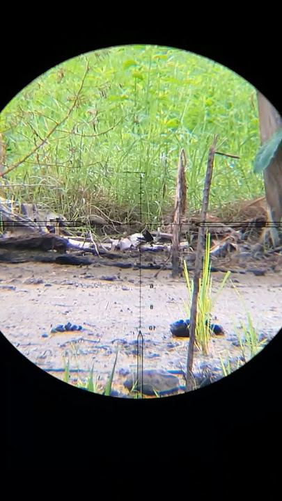 This Ruak Ruak Bird Looks Like It Has Been Lying Down