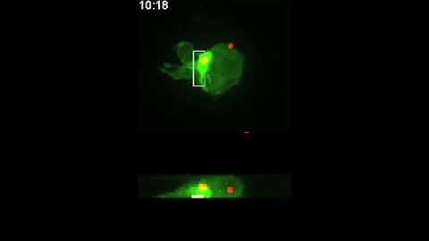 How cells in liquid suspension migrate